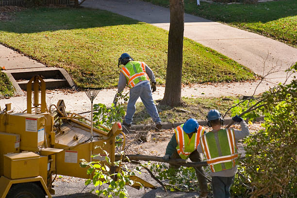 Best Lawn Mowing Services  in Palm Shores, FL